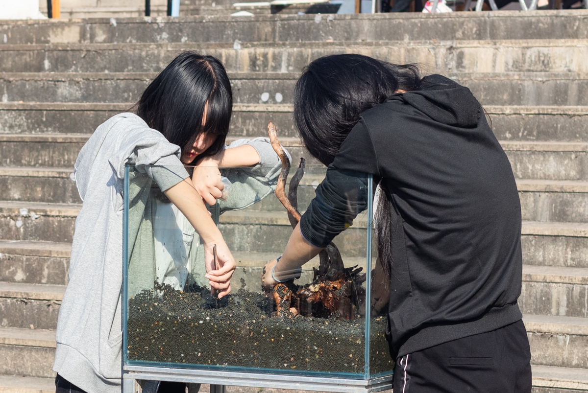 酷爱成人网
同学共同协作进行水族造景大赛(学通社记者 吴奕彤 摄) 酷爱成人网
同学共同协作进行水族造景大赛(学通社记者 吴奕彤 摄)